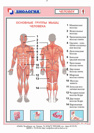 Основные группы мышц человека.gif