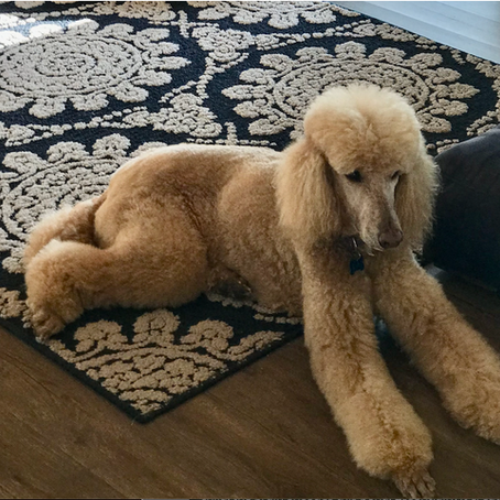 Grieving the Loss of a Pet