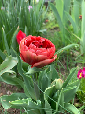 May 2022 Update: Paris, Tulips, and Maracas