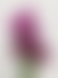 Tulip Studies