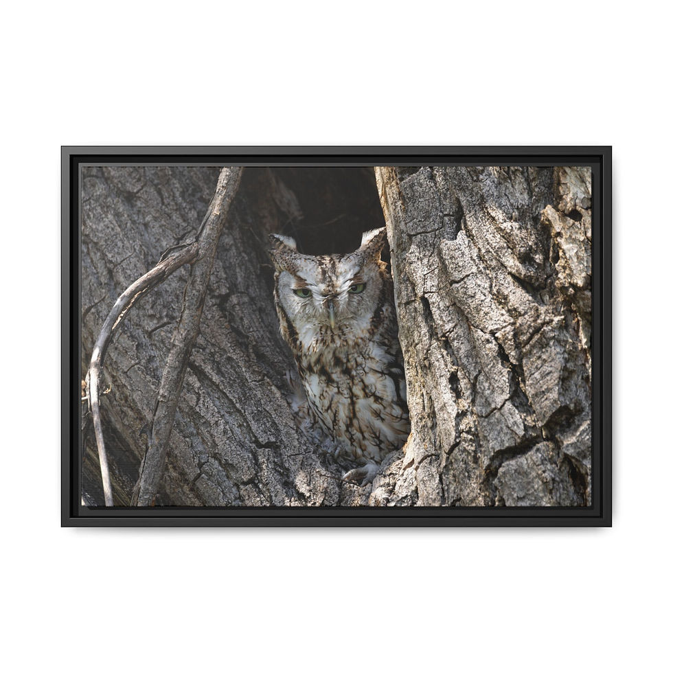Thumbnail: 24x16 Matte Canvas, Framed "Feathers of Tree Bark"