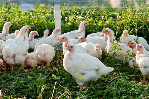 chickens-on-pasture_orig.jpeg