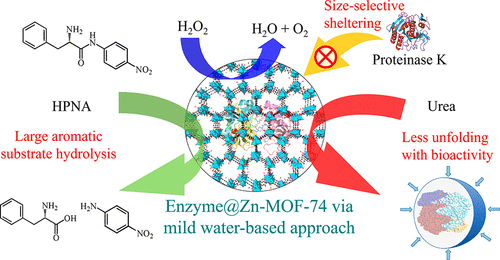 Rapid Fabrication of Biocomposites by Encapsulating Enzymes into Zn-MOF-74 via a Mild Wate