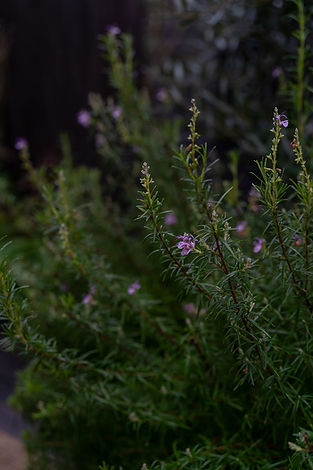 CASSIS_WINTER_AmberGardener-465.jpg