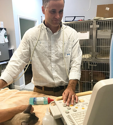 Coastal Animal Hospital Veterinary Care Our Services