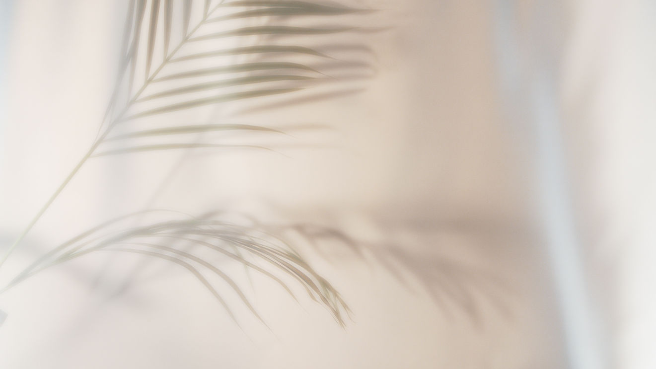 Shadow of a palm frond on a light wall