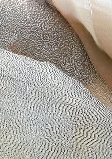 Image de Ross Bucher