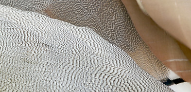 Dune avec des motifs type ondulation à la surface de l'eau
