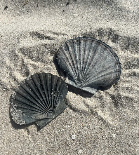 Elite Document Solutions