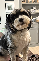 Miniature Bernedoodle Mom
