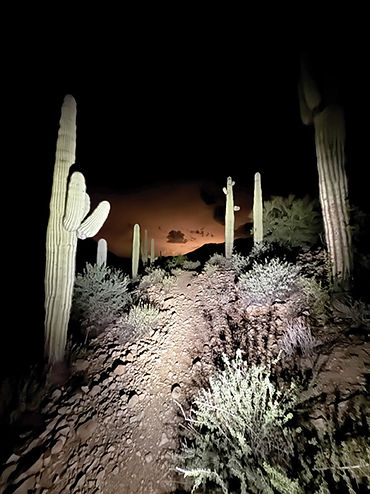 cactus web on nite trail.jpg