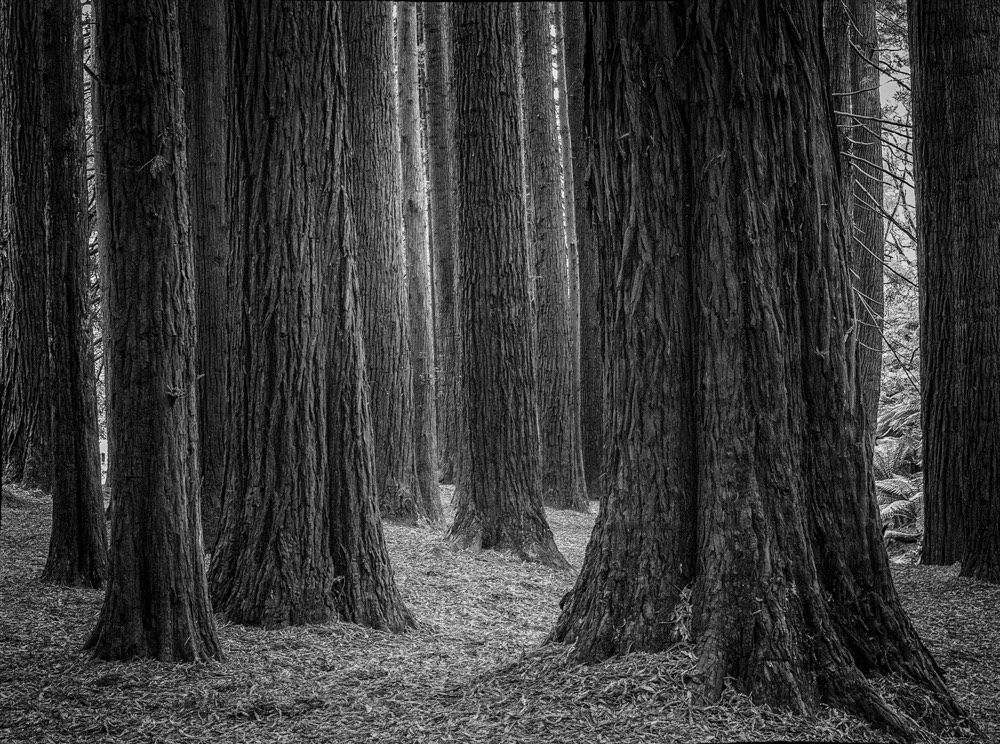 Ian Kemp - Beech Forest