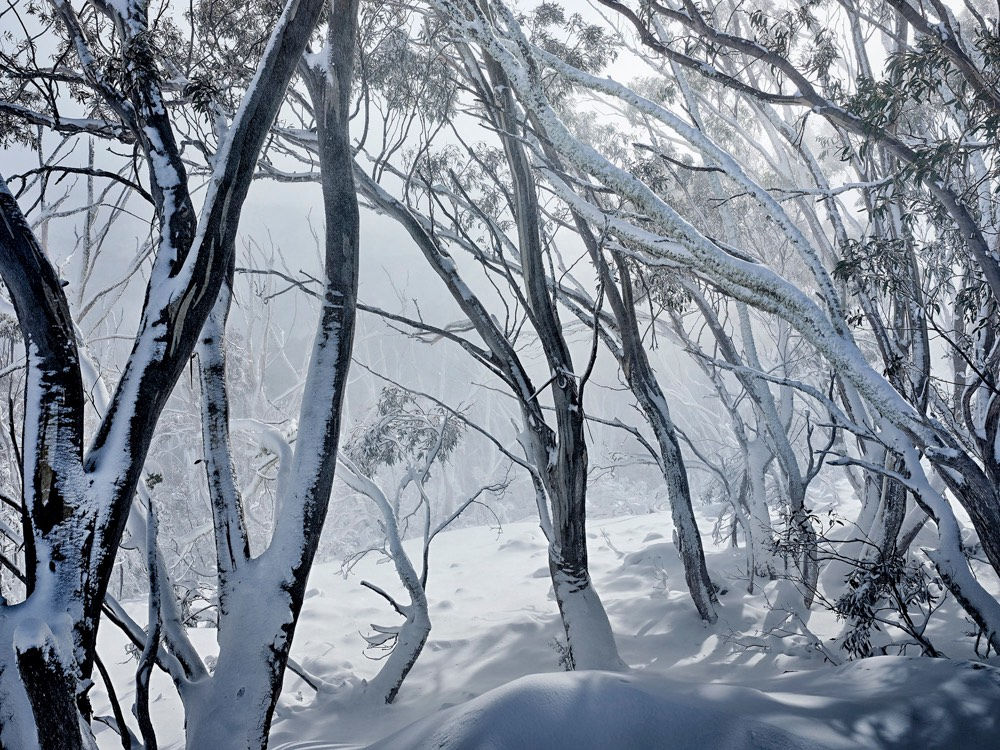 David Rosendale - Mt Hotham, Spring