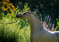 ht princess-16 fin.jpg