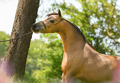 DSC_2995-2.jpg