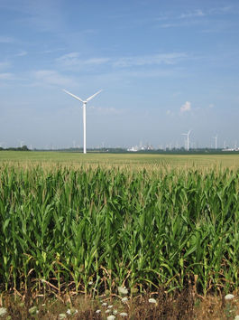 Are Plants the Future of Composites?