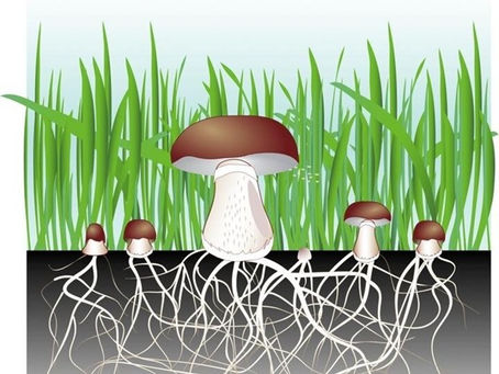 Some New and Weird (Maybe?) Plant-Based Textiles that Might End Up in Composites