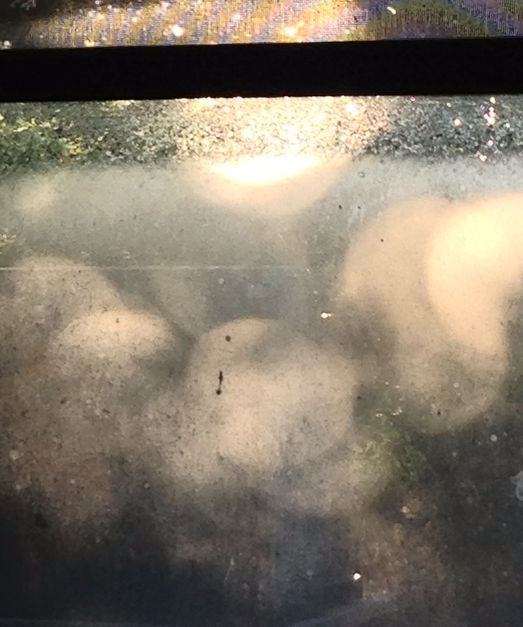 sirens early light~ a poem