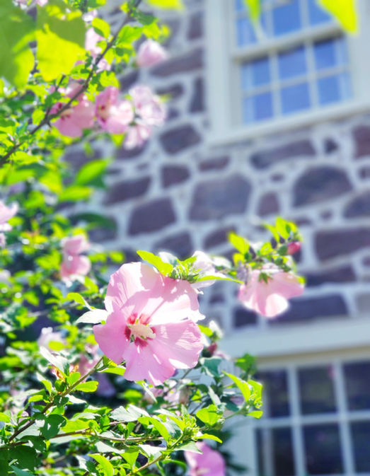 summer mornings, summer light