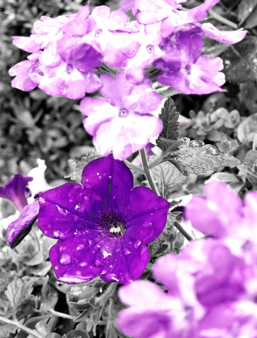 Take a look at these "wild" flowers