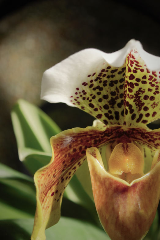how do you like your orchids? my take on the orchid extravaganza at longwood gardens...