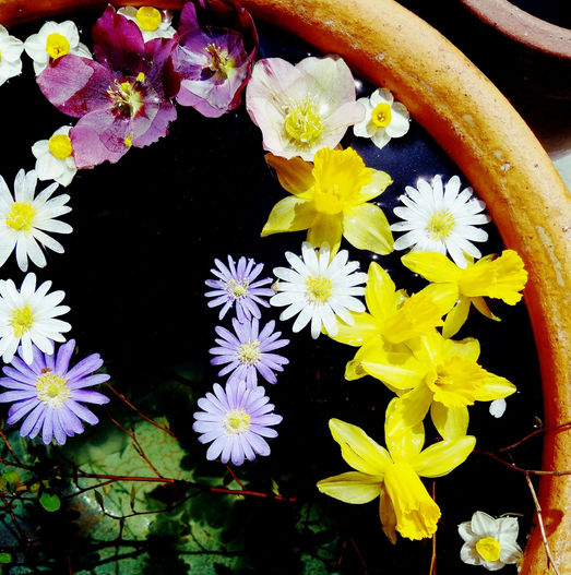 flowers, water, sunshine.......spring soup!