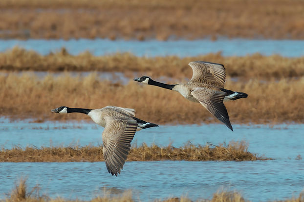 Visite guidée des marais salants près de Noirmoutier et Saint-Hilaire-de-Riez