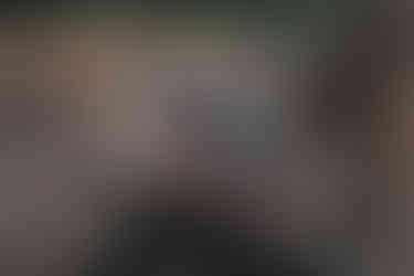 hyena sighting