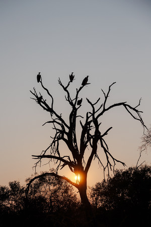 birds sitting in a tree