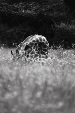 giraffe laying down