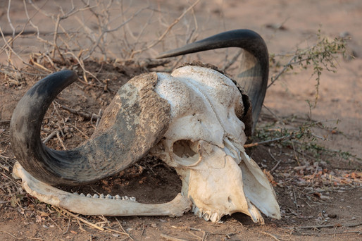 Buffalo skull