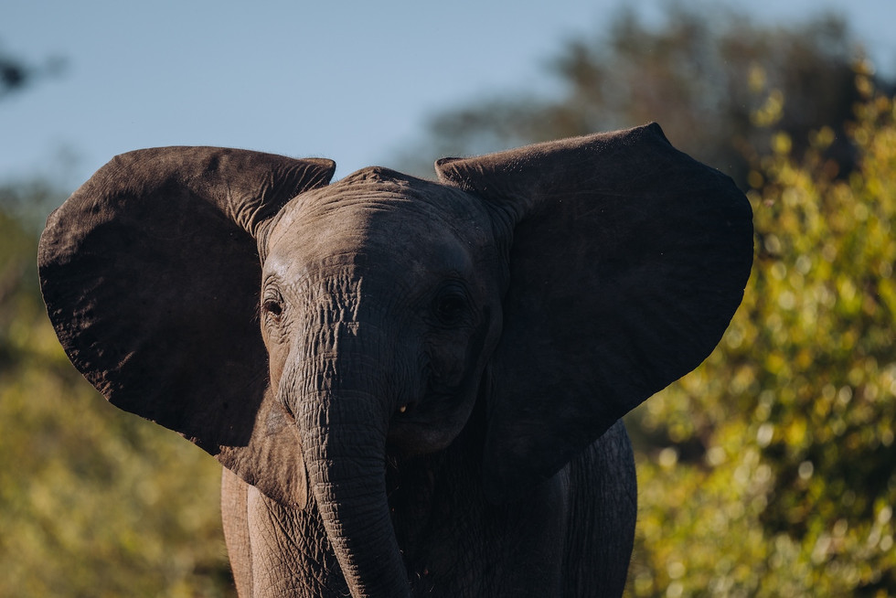 Elephant sighting at Thornybush Game Reserve
