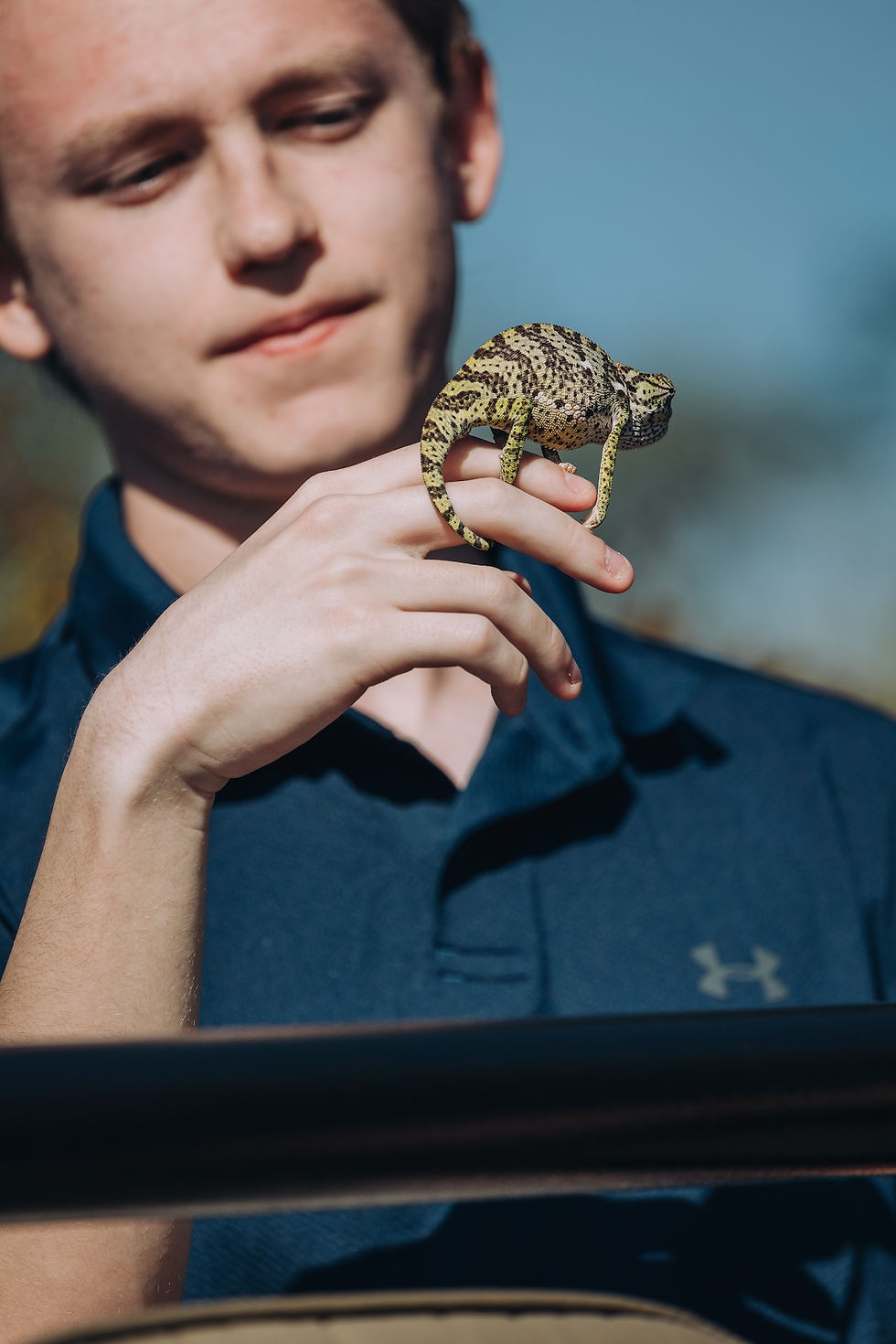 chameleon on a man's hand