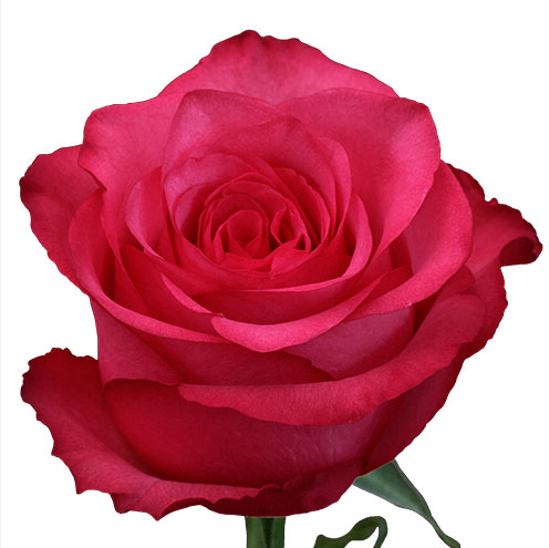 Thumbnail: The Lovers Dozen