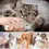 Thumbnail: 3-in-1 Steam Brush for Cats and Dogs