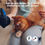 Thumbnail: Pet Hair Remover Gloves - 1 Pair