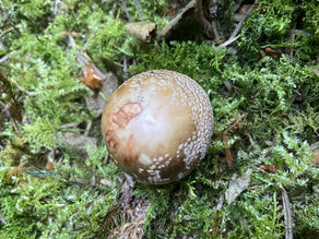 Einsamer Perlpilz (Amanita rubescens)