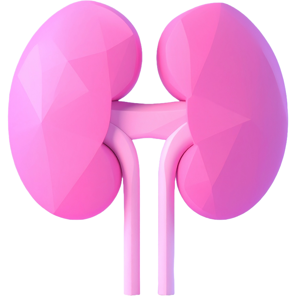 Kidney