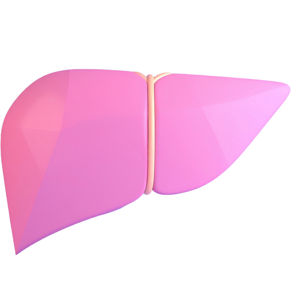 Liver