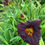 Thumbnail: Siloam Plum Tree