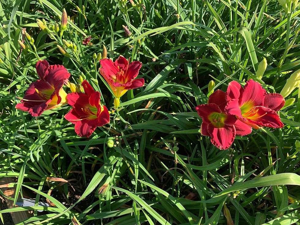 Thumbnail: Red Hot Returns