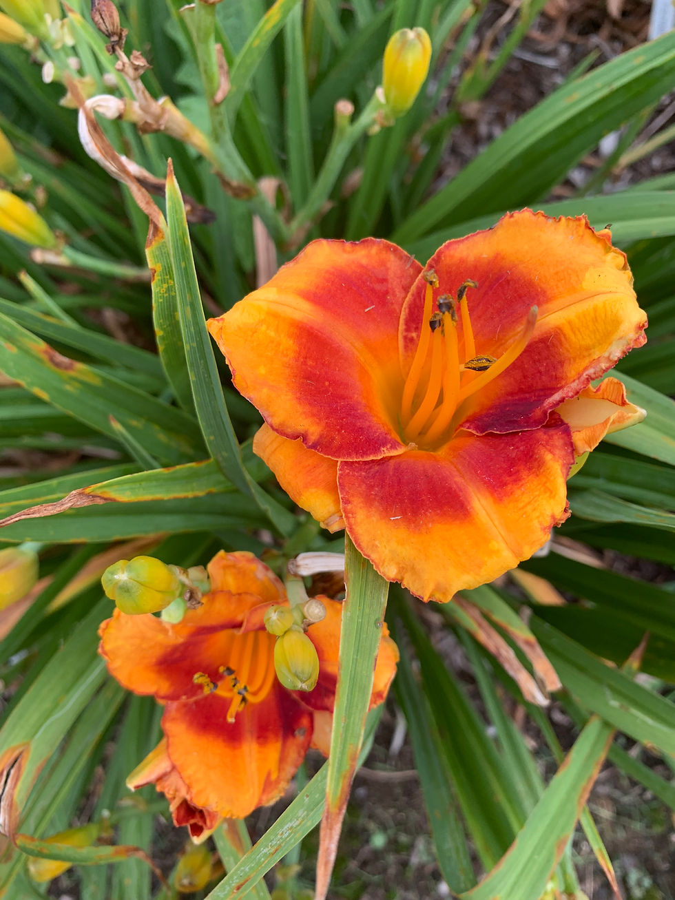 Thumbnail: Tiger Kitten