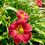 Thumbnail: Earlybird Cardinal
