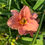 Thumbnail: Zarahemla