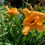 Thumbnail: Tangerine Twist