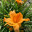 Thumbnail: Tangerine Twist