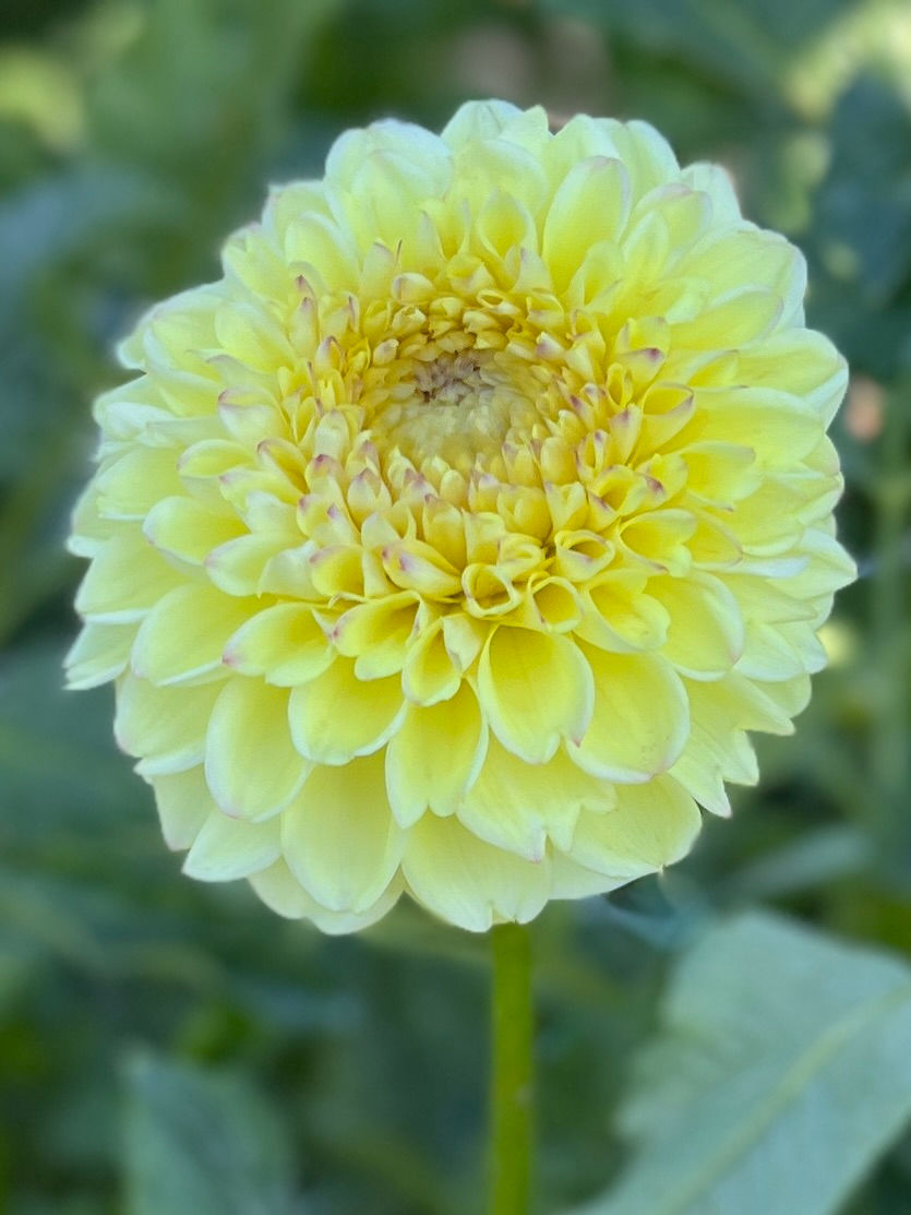 Thumbnail: Ferncliff Bliss