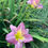 Thumbnail: Lavender Vista
