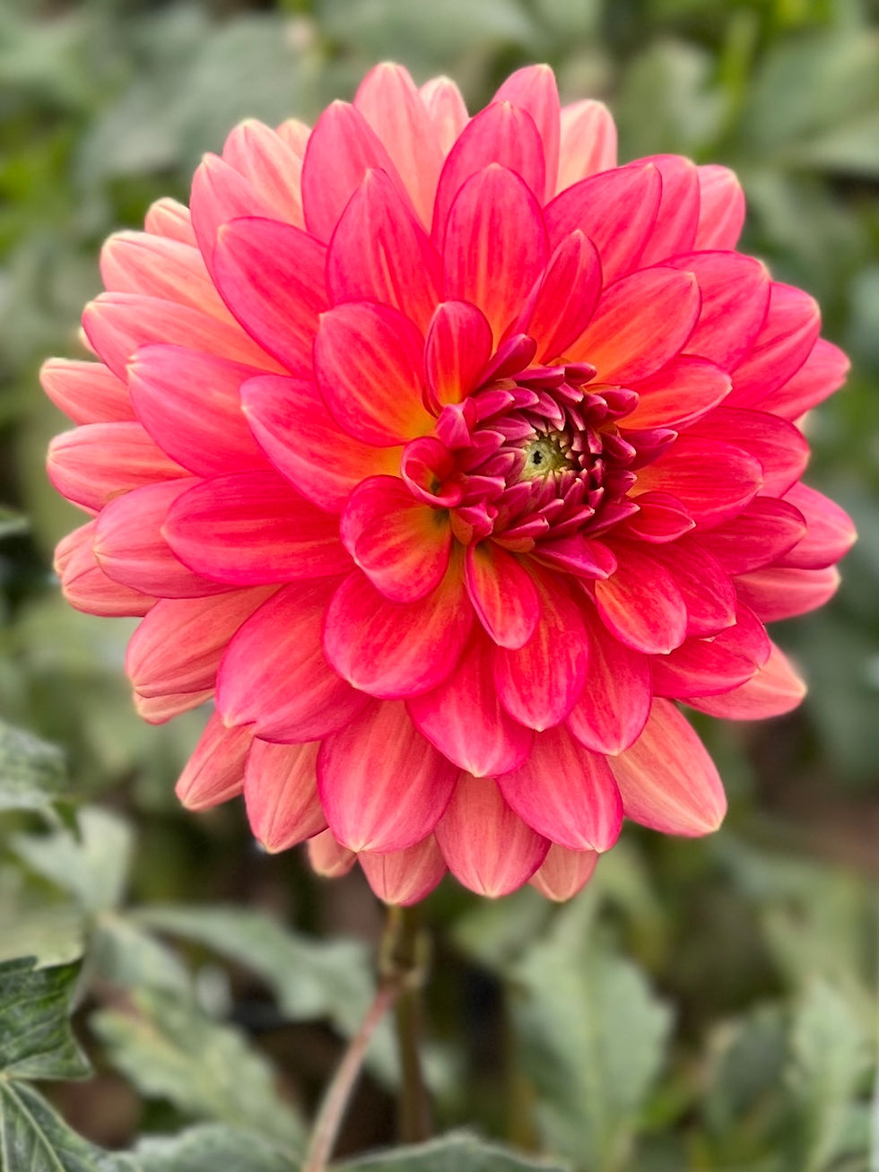 Thumbnail: Lee's Scarlet Macaw