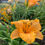 Thumbnail: Ruffled Apricot